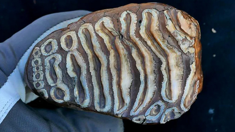Revolutionary Insights: Sequencing Bacterial DNA from Mammoth Teeth