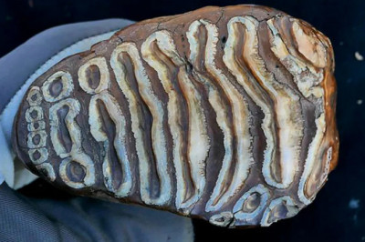 Revolutionary Insights: Sequencing Bacterial DNA from Mammoth Teeth